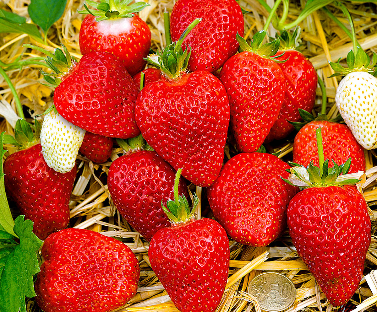 10 самых урожайных сортов клубники с сочными и вкусными ягодами: характеристики, достоинства и недостатки