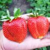 10 самых урожайных сортов клубники с сочными и вкусными ягодами: характеристики, достоинства и недостатки