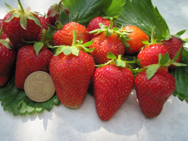 10 самых урожайных сортов клубники с сочными и вкусными ягодами ...