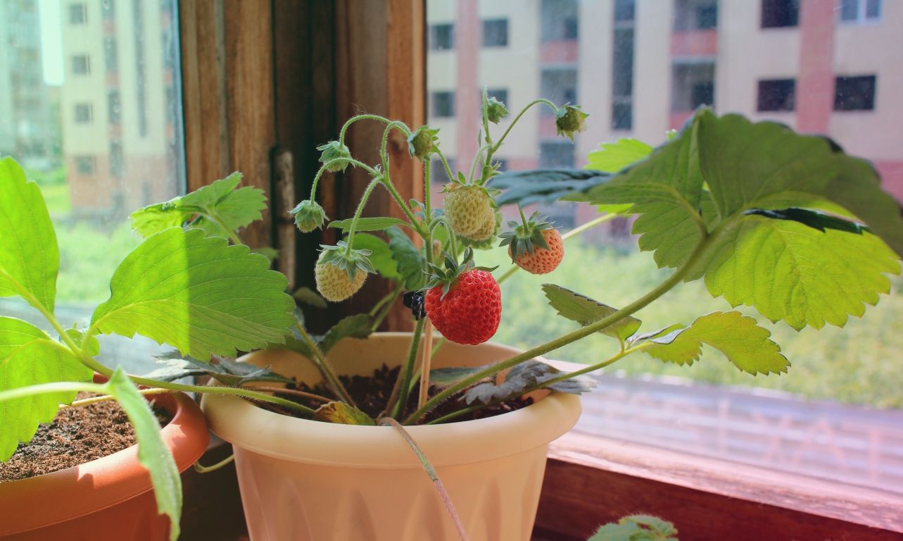 Как получить большой урожай, выращивая клубнику на подоконнике? - Всё оуходе и выращивании ягод: клубники, смородины, малины и других культур