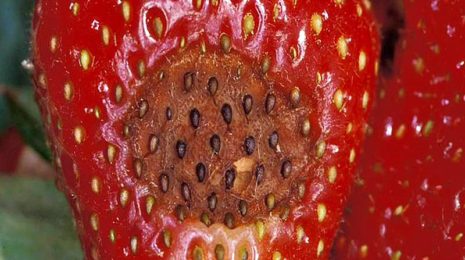 Антракноз как причина гнили ягод клубники, чем лечить
