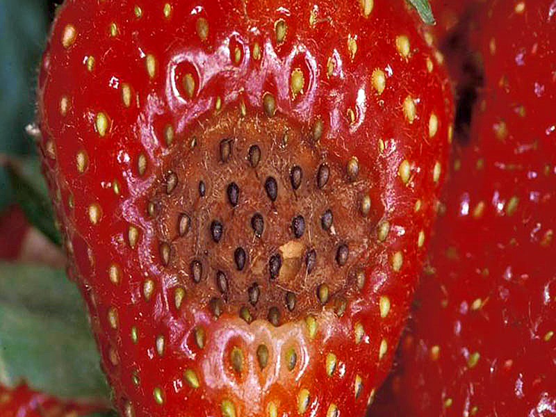Антракноз как причина гнили ягод клубники, чем лечить - Всё о уходе ивыращивании ягод: клубники, смородины, малины и других культур