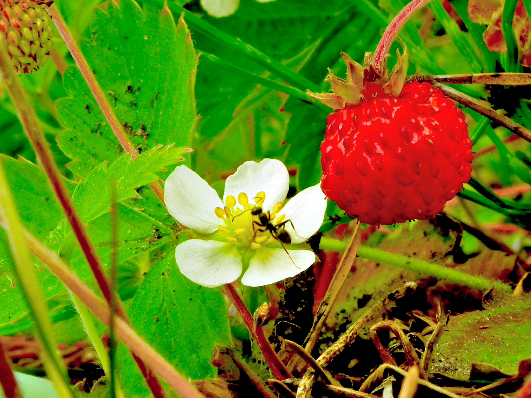 Как избавиться от муравьев в клубнике: 10 способов для радикалов игуманистов - Всё о уходе и выращивании ягод: клубники, смородины, малины идругих культур