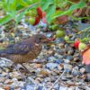 Как избавиться от птиц на клубнике: действенные методы от опытных садоводов