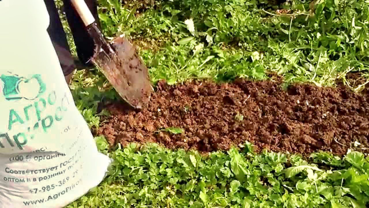 Чем удобрить почву весной перед посадкой. Подготовка почвы для посадки клубники. Клубника удобрение перегноем компостом. АГРОПРИРОСТ удобрение. Удобрение в лунку клубники.
