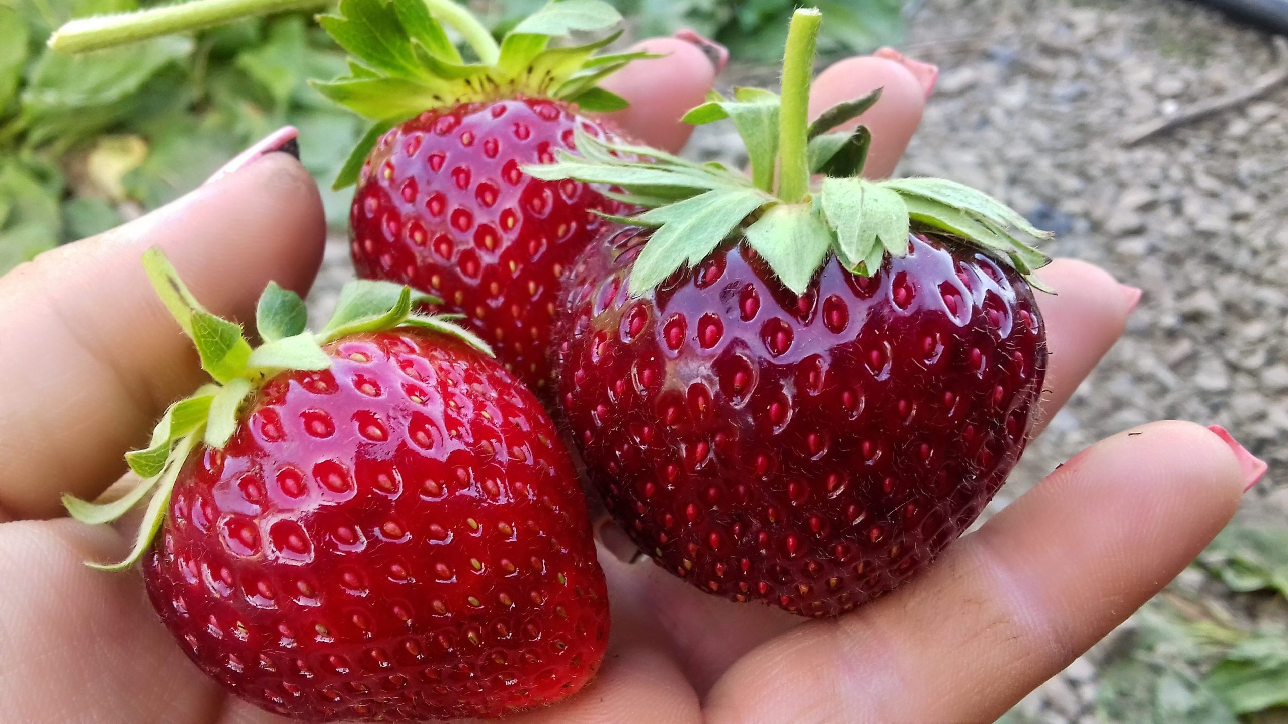Самые вкусные ягоды клубники сорта Рубиновый кулон — полный обзор